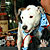 The Pet Masquerade and Parade 2002 photo - Duval Street, Key West